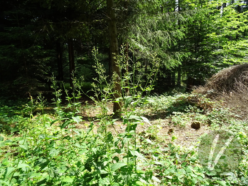 Knotige Braunwurz: Gesamtbild