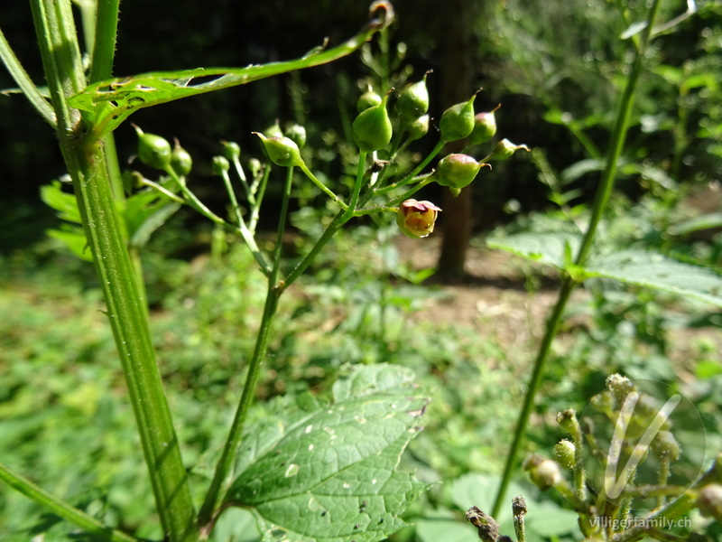 Knotige Braunwurz: Blüten, Stengel