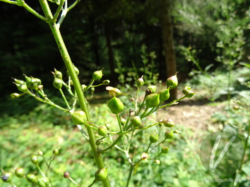 Knotige Braunwurz: Blüten