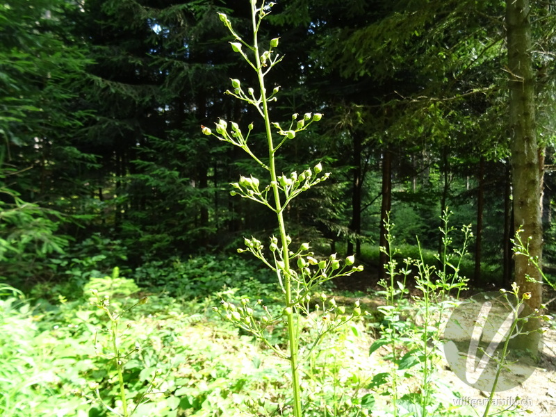 Knotige Braunwurz: Blüten