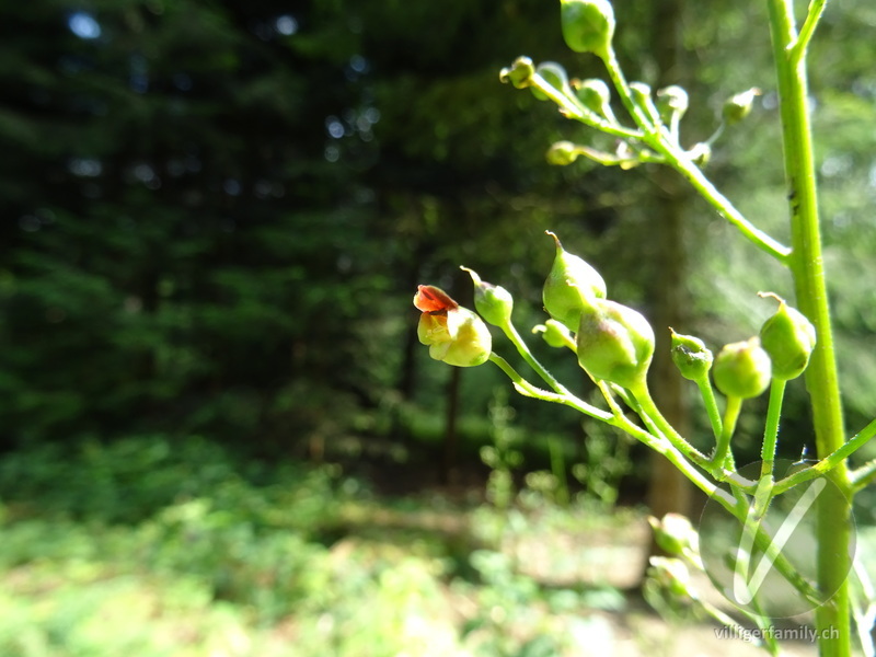 Knotige Braunwurz: Blüten