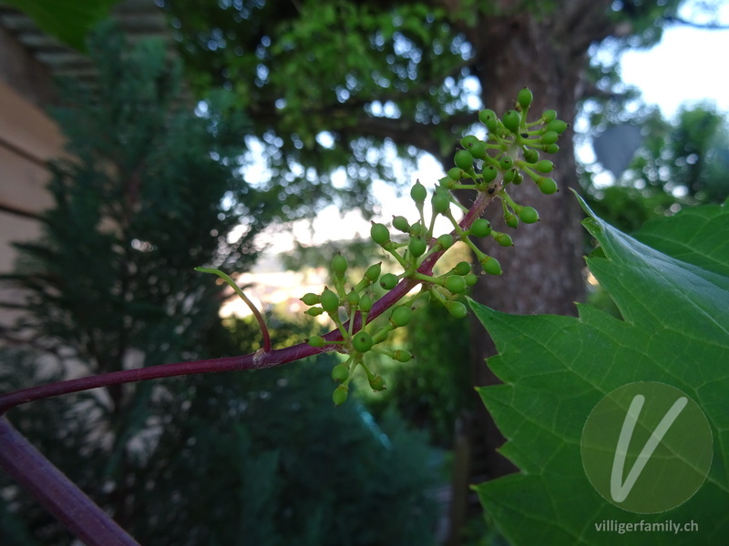 Europäische Weinrebe: Früchte