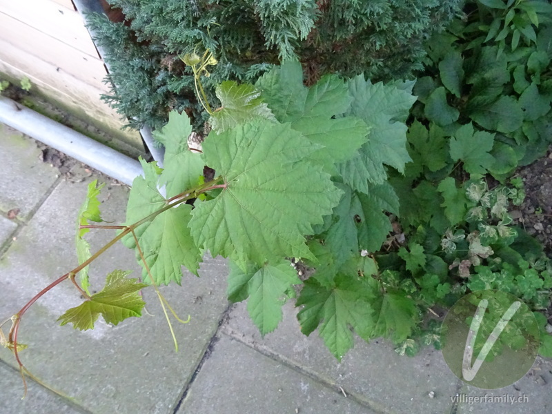 Europäische Weinrebe: Blätter