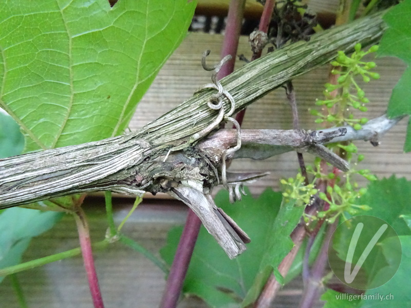 Europäische Weinrebe: Stengel