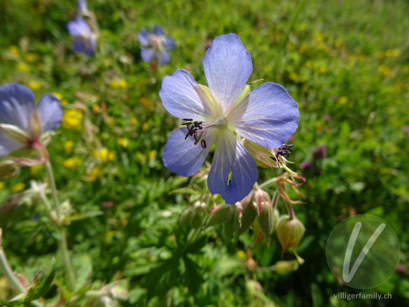 Wiesen-Storchschnabel: Blüten