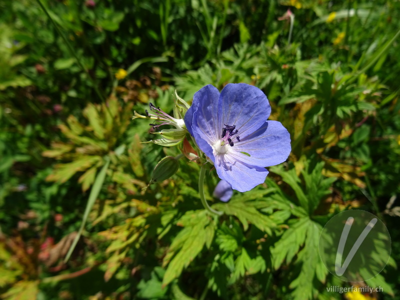 Wiesen-Storchschnabel: Blüten