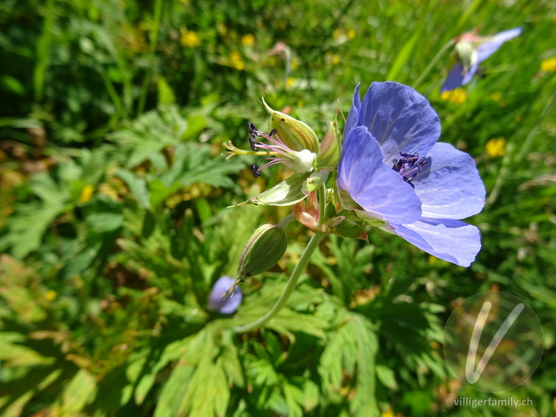 Wiesen-Storchschnabel: Blüten, Früchte