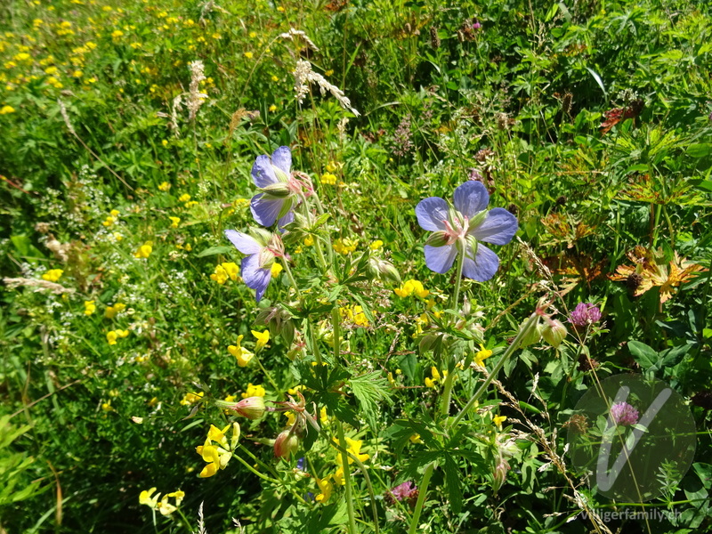 Wiesen-Storchschnabel: Blüten