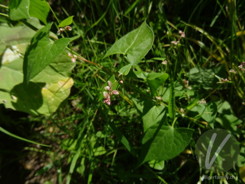Gemeiner Windenknöterich: Blüten