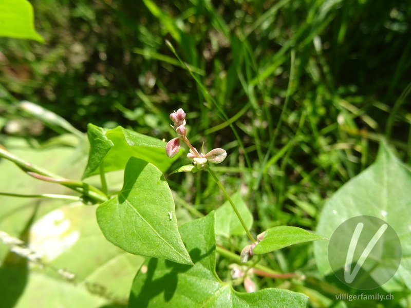 Gemeiner Windenknöterich: Blüten