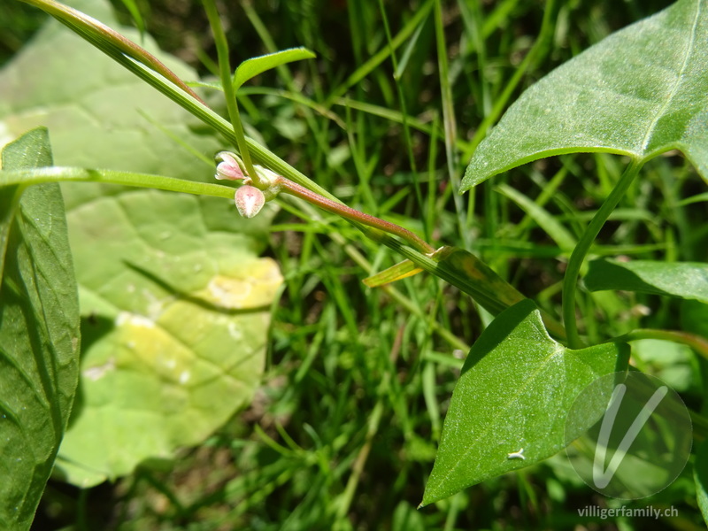Gemeiner Windenknöterich: Blüten, Stengel