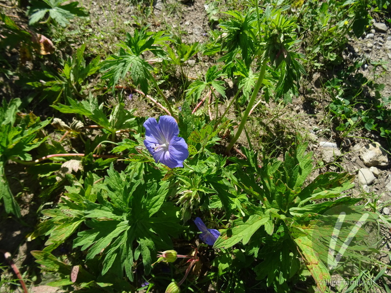 Wiesen-Storchschnabel: Blüten