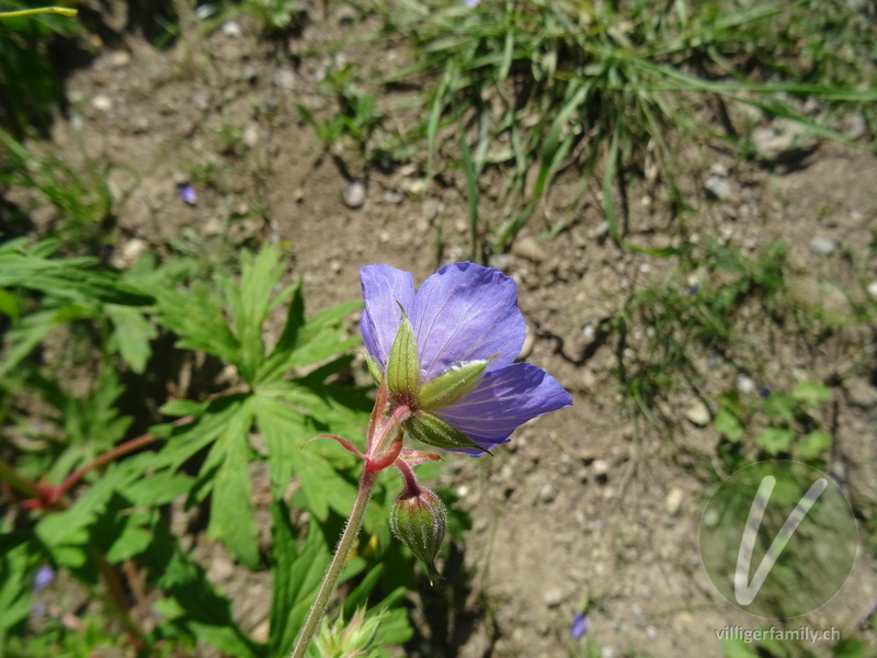 Wiesen-Storchschnabel: Blüten