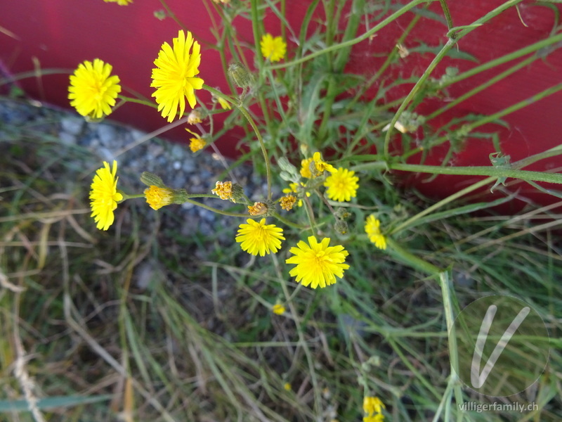 Kleinköpfiger Pippau: Blüten