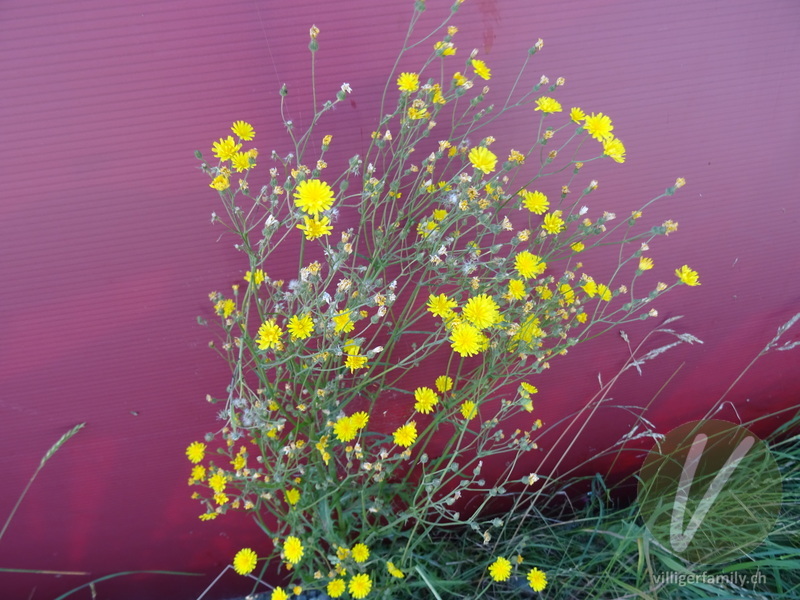Kleinköpfiger Pippau: Gesamtbild, Blüten