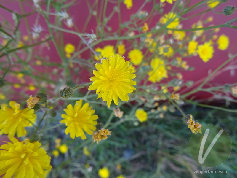 Kleinköpfiger Pippau: Blüten
