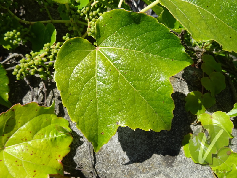 Dreispitzige Jungfernrebe: Blätter