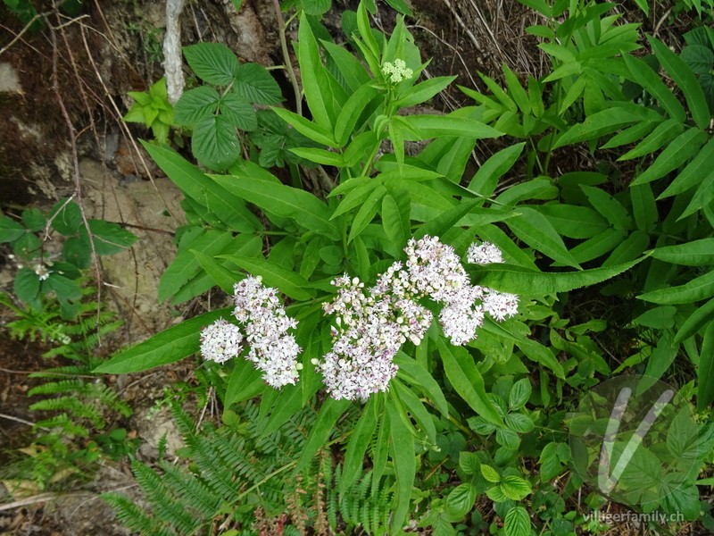 Zwerg-Holunder: Blüten, Gesamtbild