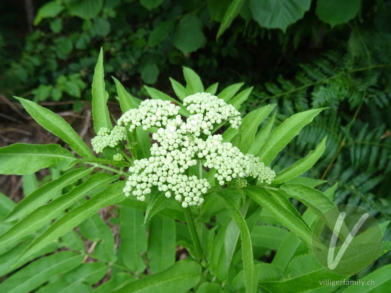 Zwerg-Holunder: Blüten