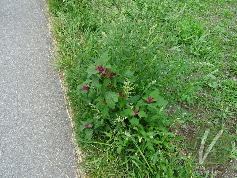 Baumspinat: Gesamtbild
