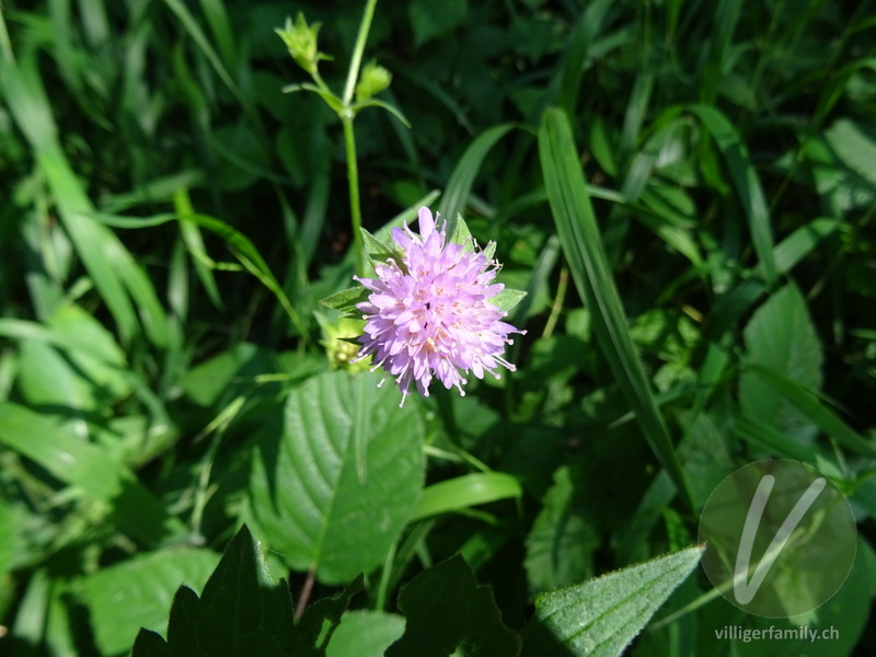 Wald-Witwenblume: Blüten
