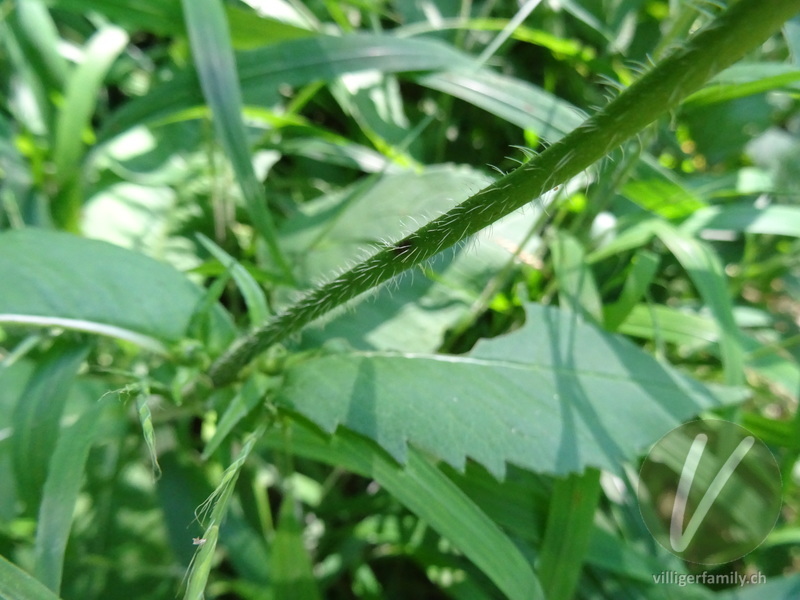 Wald-Witwenblume: Stengel