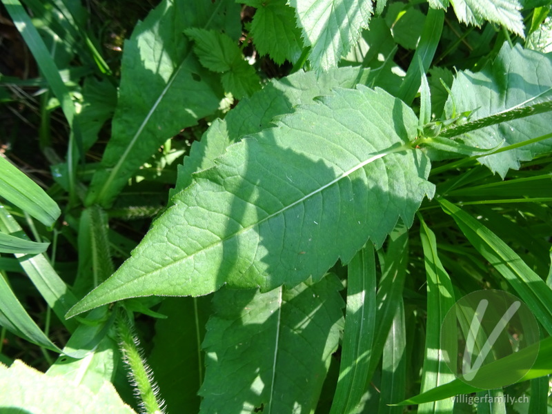 Wald-Witwenblume: Blätter