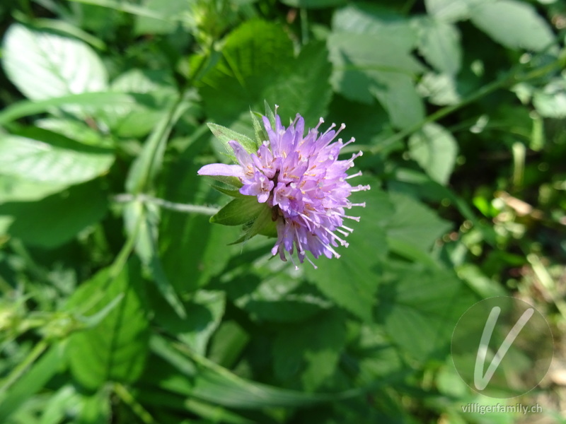 Wald-Witwenblume: Blüten