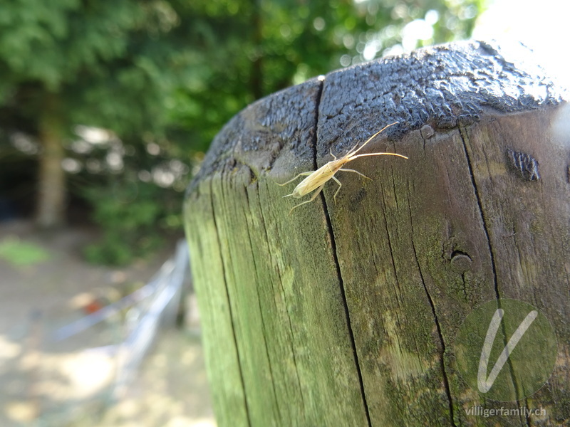 Weichwanze (Stenodema laevigatum): 