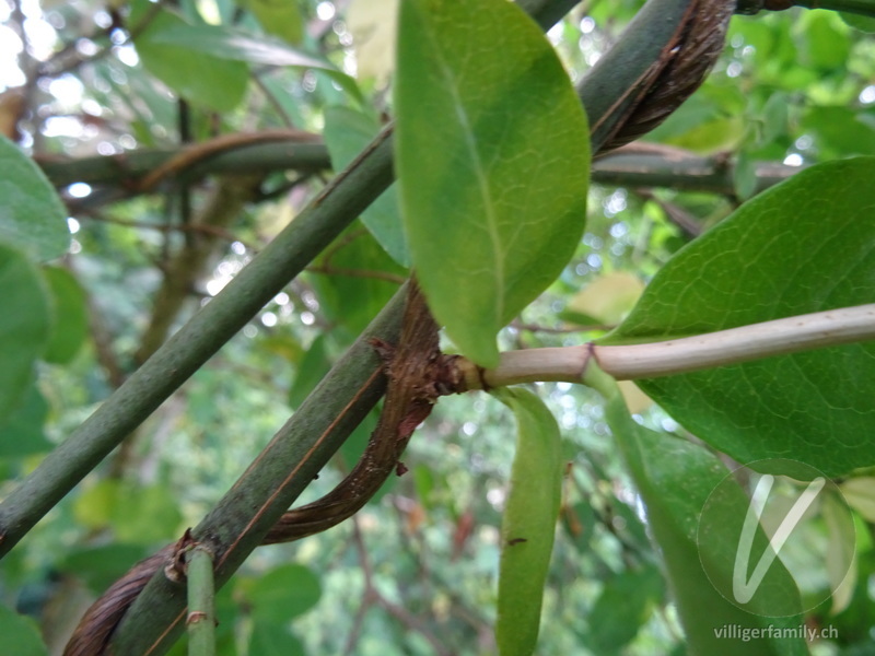 Wald-Geissblatt: Stengel