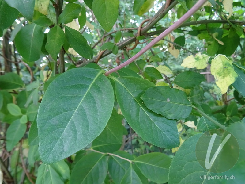Wald-Geissblatt: Blätter