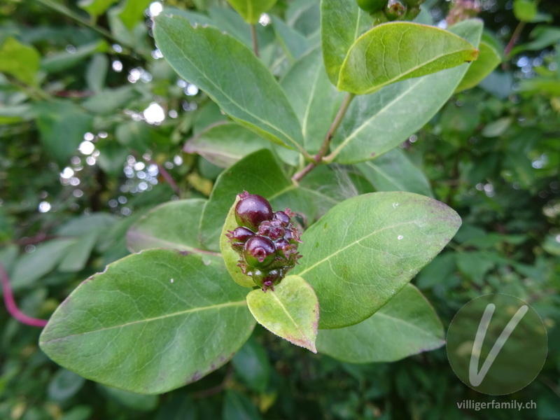 Wald-Geissblatt: Früchte