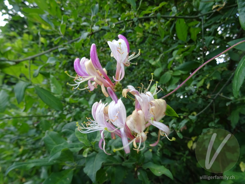 Wald-Geissblatt: Blüten