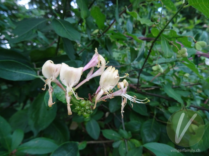 Wald-Geissblatt: Blüten