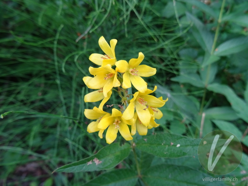 Gemeiner Gilbweiderich: Blüten