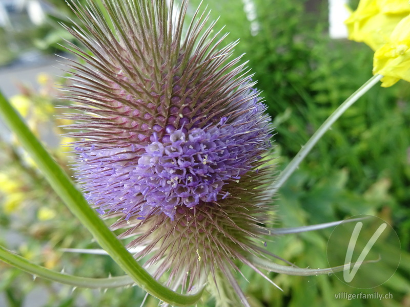Wilde Karde: Blüten