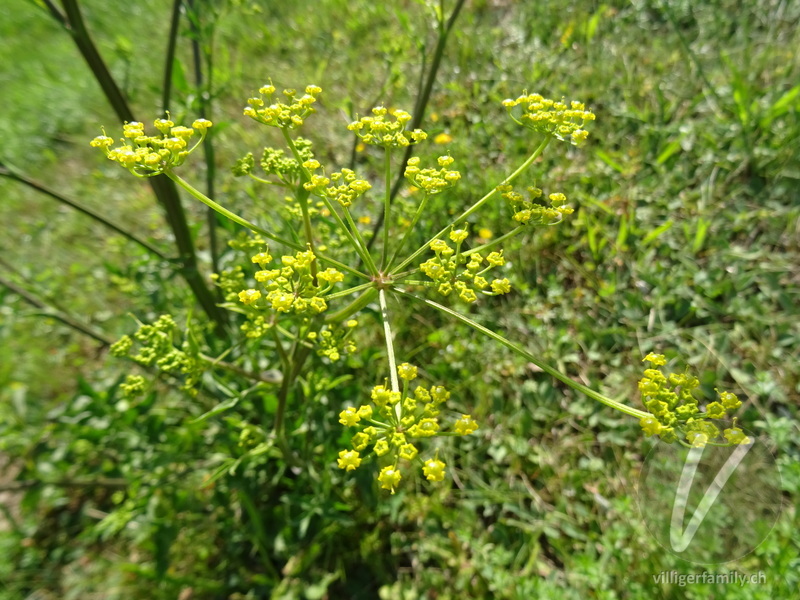 Gewöhnlicher Pastinak: Blüten