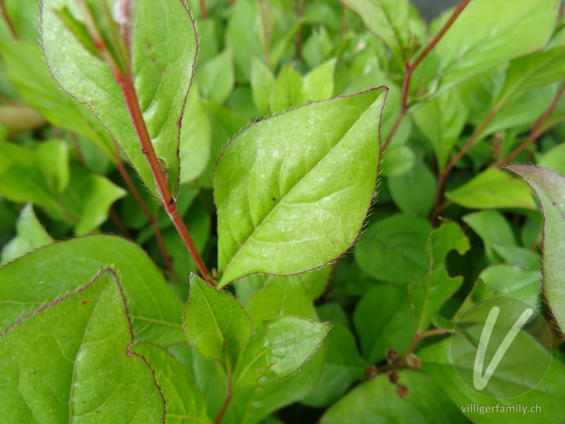 Chinesische Bleiwurz: Blätter