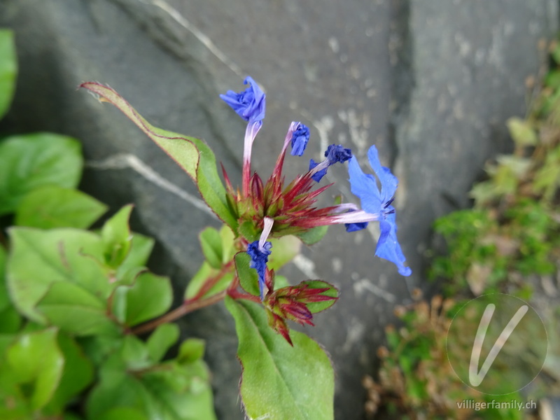 Chinesische Bleiwurz: Blüten