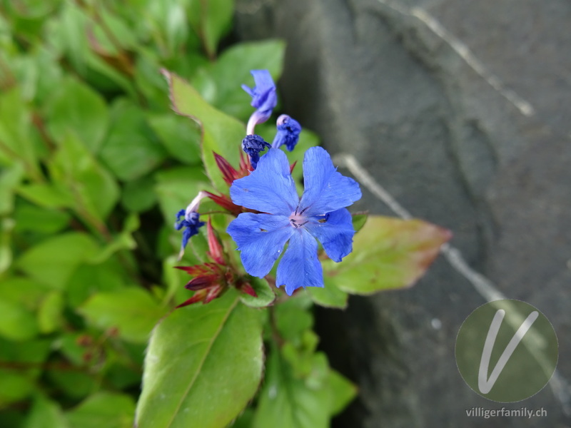 Chinesische Bleiwurz: Blüten