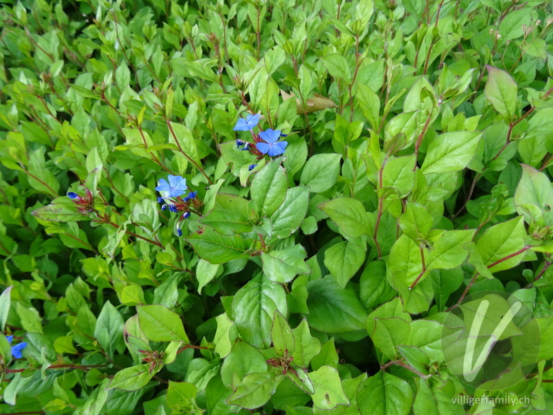 Chinesische Bleiwurz: Gesamtbild