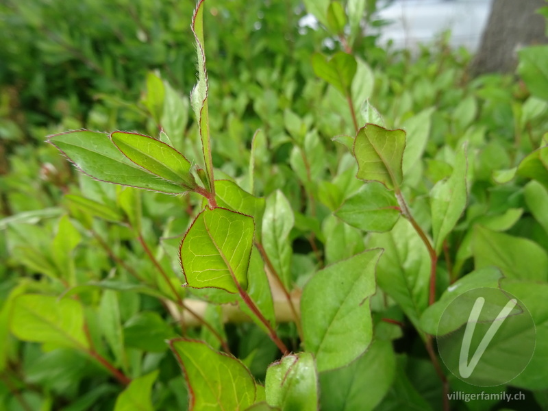 Chinesische Bleiwurz: Blätter