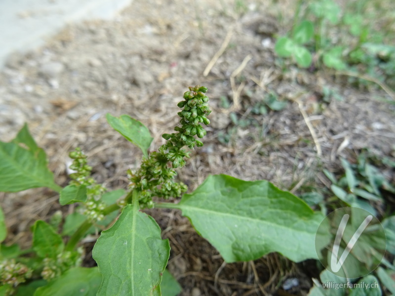 Zurückgekrümmter Amarant: Blüten