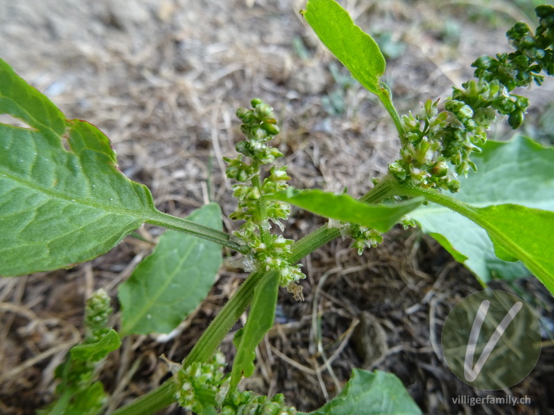 Zurückgekrümmter Amarant: Blüten