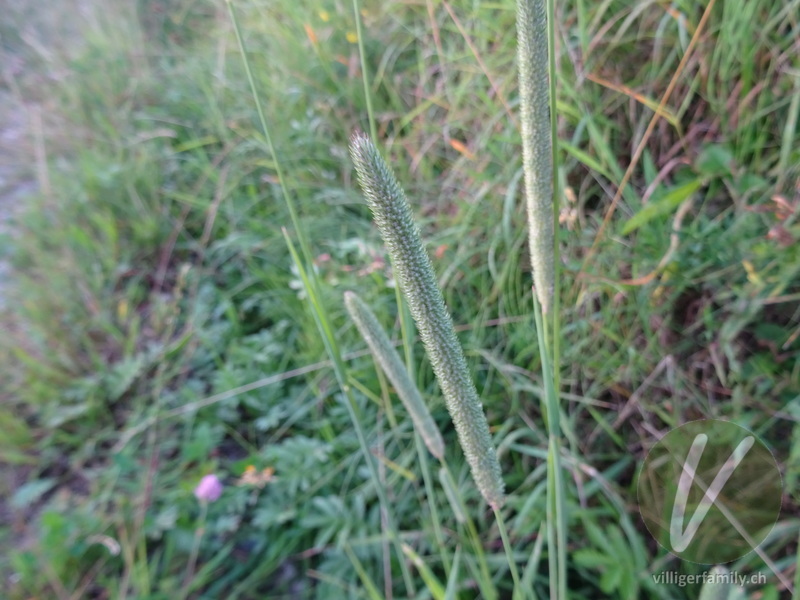 Gewöhnliches Wiesen-Lieschgras: Blüten