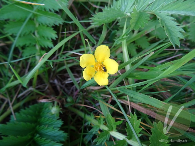 Gänse-Fingerkraut: Blüten