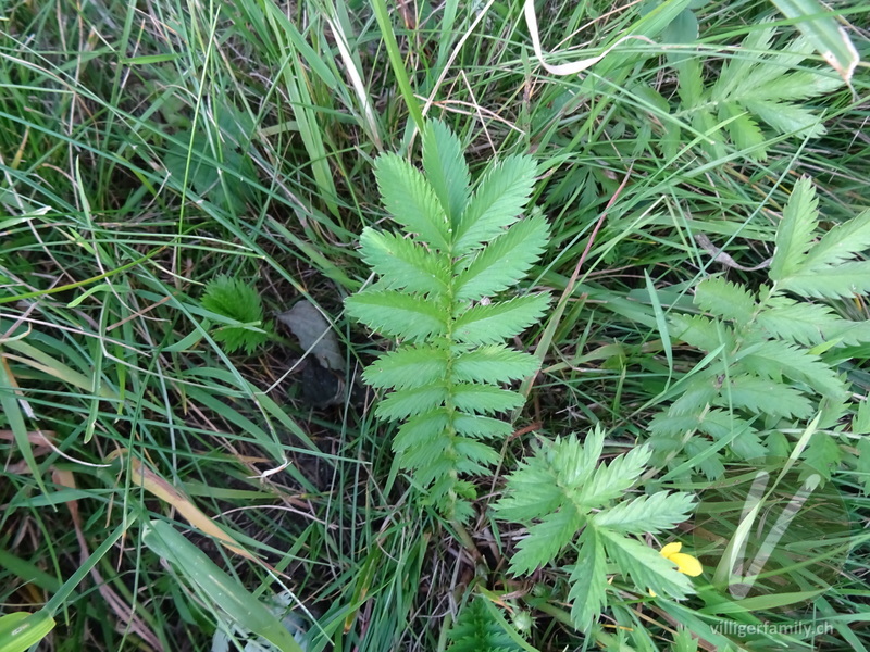 Gänse-Fingerkraut: Blätter