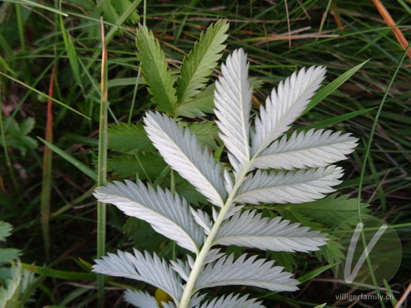 Gänse-Fingerkraut: Blätter