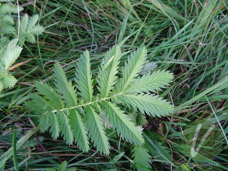 Gänse-Fingerkraut: Blätter