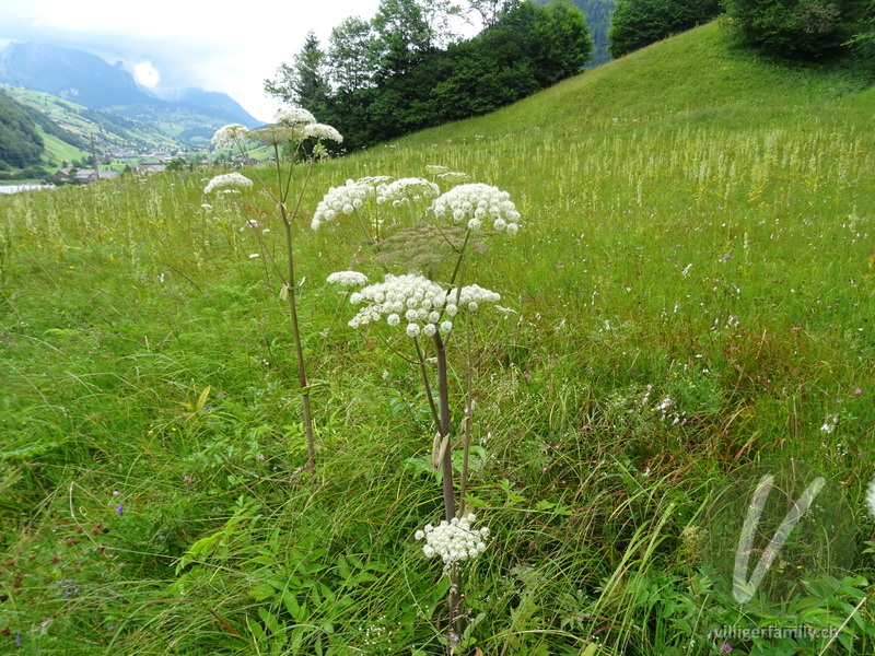 Wilde Brustwurz: Gesamtbild